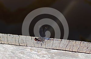 Dragon fly on the wood board