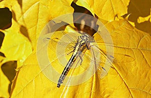 dragon fly on a yellow maple leaf