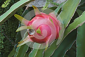 Dragon fruit