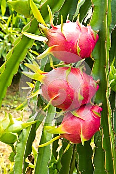 Dragon fruit