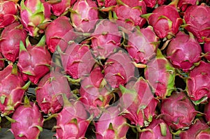 Dragon fruit