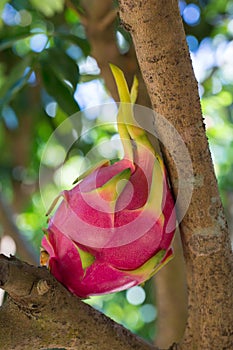 Dragon fruit