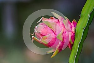 Dragon fruit