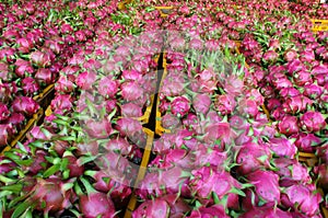 Dragon fruit, agricultural product, Vietnam