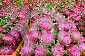 Dragon fruit, agricultural product, Vietnam