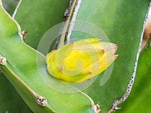 Dragon Fruit Baby Blossom