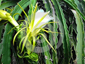 Dragon fruit blossom