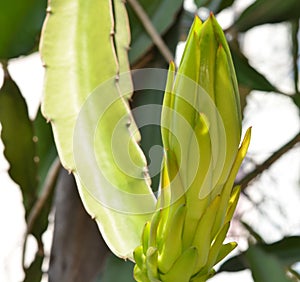 Dragon fruit bud flower on tree
