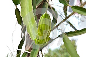 Dragon fruit bud flower on tree