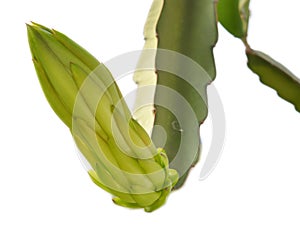 Dragon fruit bud on tree, isolated