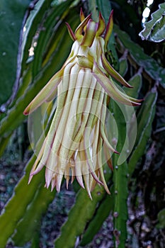 Dragon fruit flower bud close up.