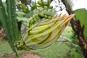 dragon fruit flower buds