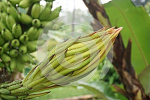 dragon fruit flower buds