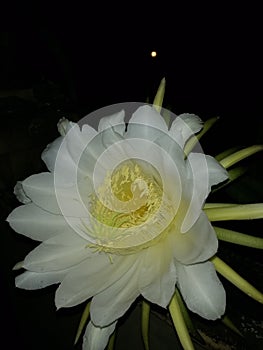 Dragon fruit flower captured on a beautiful night