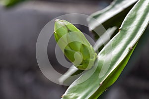 Dragon fruit flower or pitaya flower blooming in the garden. Hylocereus undatusHaw Brit. & Rose