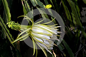 Dragon fruit flower or pitaya flower blooming in the plantation