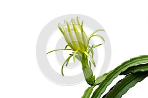 Dragon fruit flower three