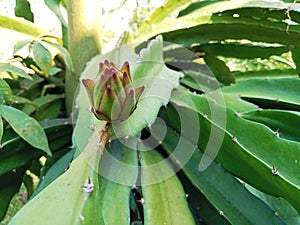 Dragon fruit flowers before they bloom are green with a tinge of red and the stems are green