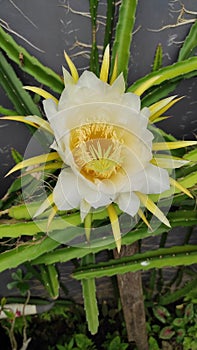 dragon fruit flowers are blooming