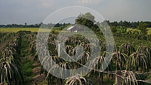 Dragon fruit garden and golden rice fields are ripe