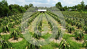 Dragon fruit gardens are flower and fruit