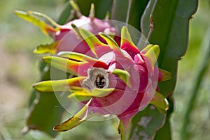 Dragon fruit, hylocereus