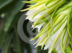 Dragon fruit (Hylocereus spp) flower