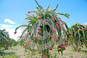 Dragon fruit, hylocereus in Thailand