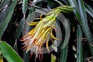 Dragon fruit Hylocereus Undatus is flowering. This cactus type flower blooming at night and bending on during the day