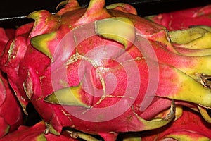 Dragon Fruit, Hylocereus undatus photo
