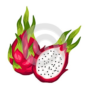 Dragon fruit isolated on white background. Illustration of tropical plant