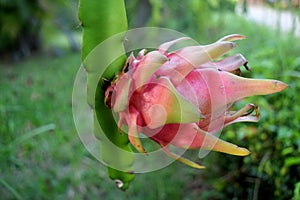 Dragon fruit on market stand, Thailand