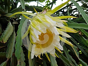 Dragon fruit in my farm