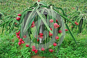 Group of red dragon fruits on tree in a plantation.