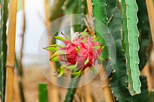 Dragon fruit or pitahaya grown on a farm in greenhouses, for market consumption and sale. Red ripe fruit close up, agro industrial