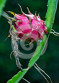 Dragon fruit / Pitaya fruit on brach - Hylocereus costaricensis fruit on branch