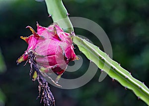 Dragon fruit / Pitaya fruit on brach - Hylocereus costaricensis fruit on branch