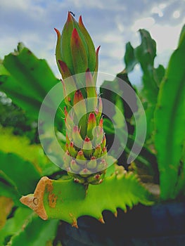 Dragon Fruit Pitaya Fruta exÃÂ³tica photo