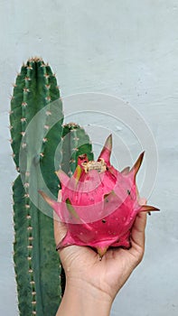 Dragon fruit or pitaya or Hylocereus spp ripe red held in hand. There is cactus and wall behind it photo