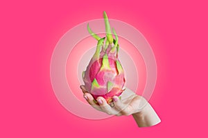 Dragon fruit, pitaya isolated in cropped hand on pink background with gradient.