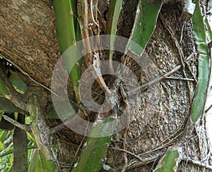 Dragon fruit plants attached to tree trunks are affected by stem spot disease