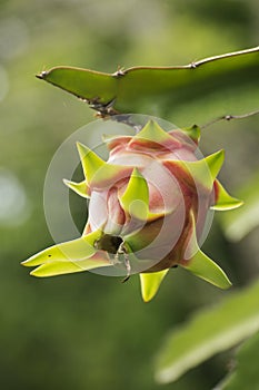 Dragon fruit tree