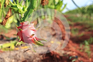 Dragon fruit tree in field