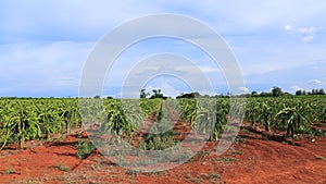 Dragon fruit tree in field