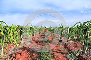 Dragon fruit tree in field