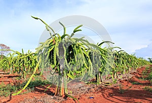 Dragon fruit tree in field