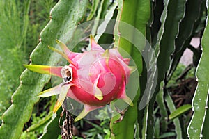 Dragon Fruit on tree in the garden