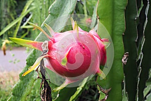 Dragon Fruit on tree in the garden