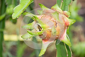 Dragon Fruit on the tree after rain