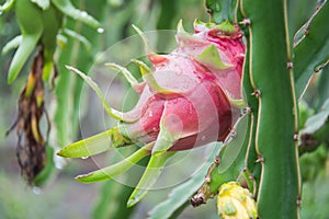Dragon Fruit on the tree after rain